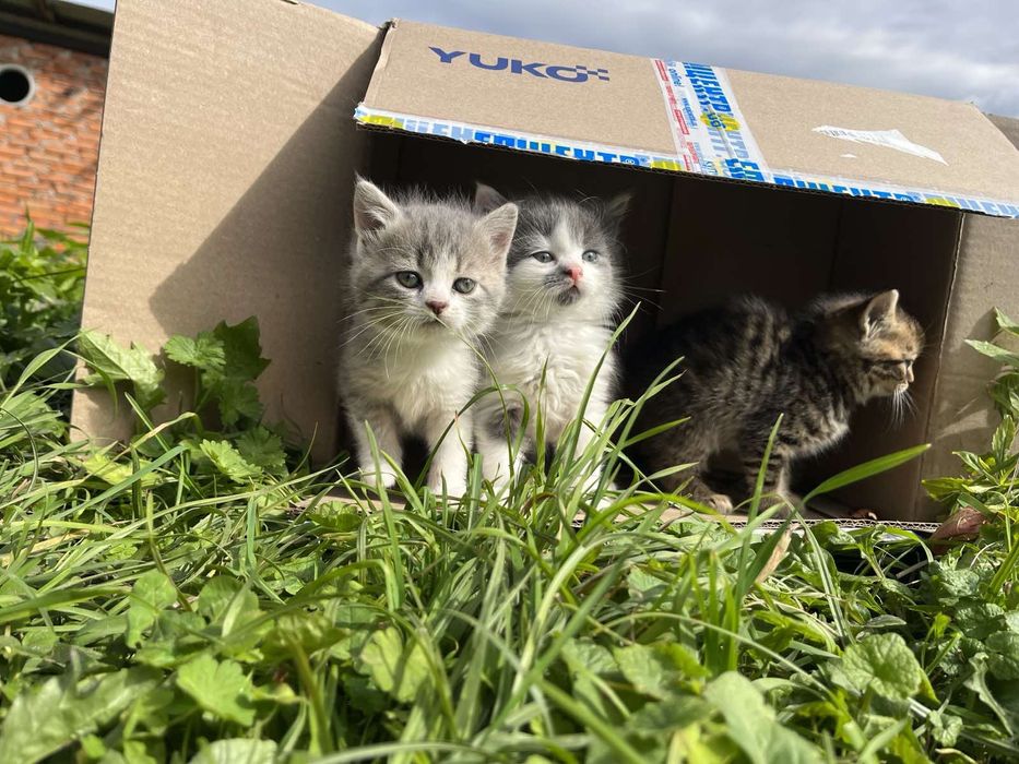 Кошенята в добрі руки 
Завтра я тобі гроші переки