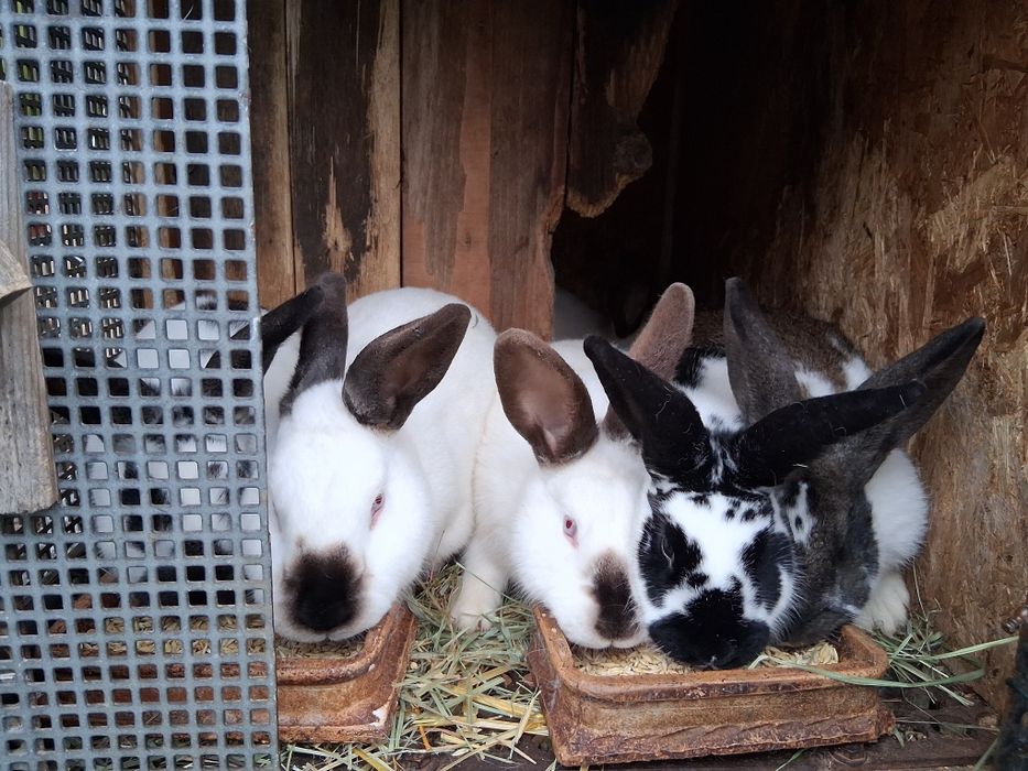 Króliki młode mięszane