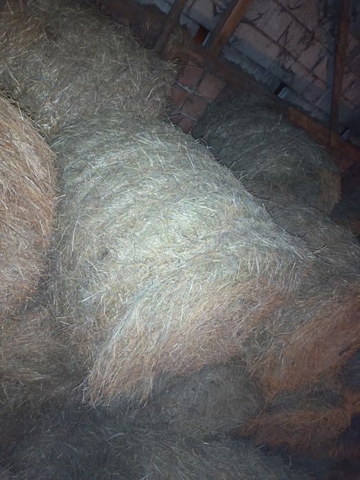 Sprzedam z tego roku baloty