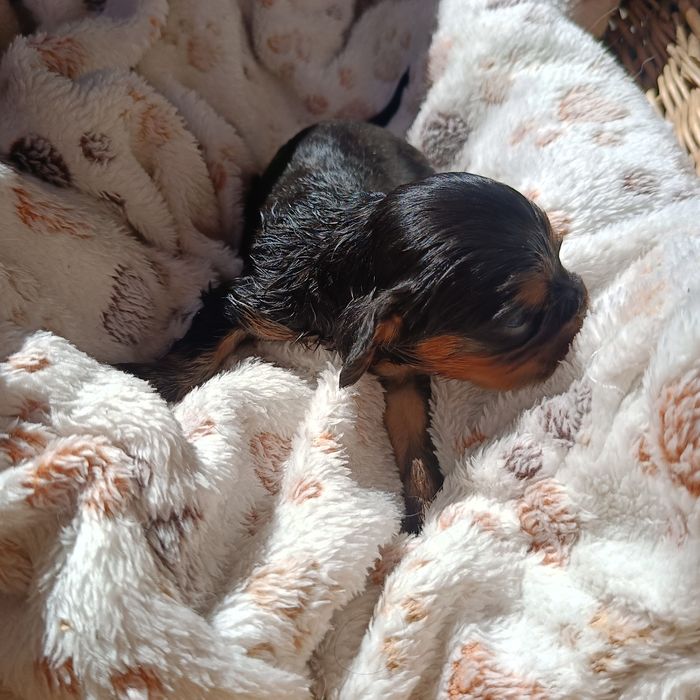 Cavalier King Charles spaniel maści B &t