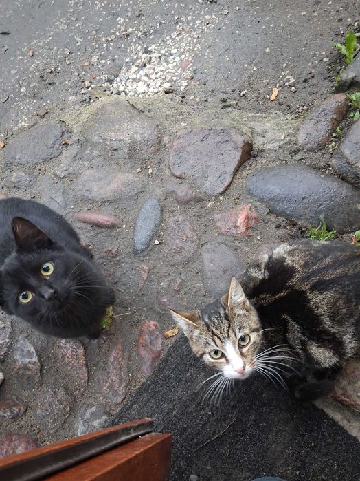 Oddam koty w dobre ręce