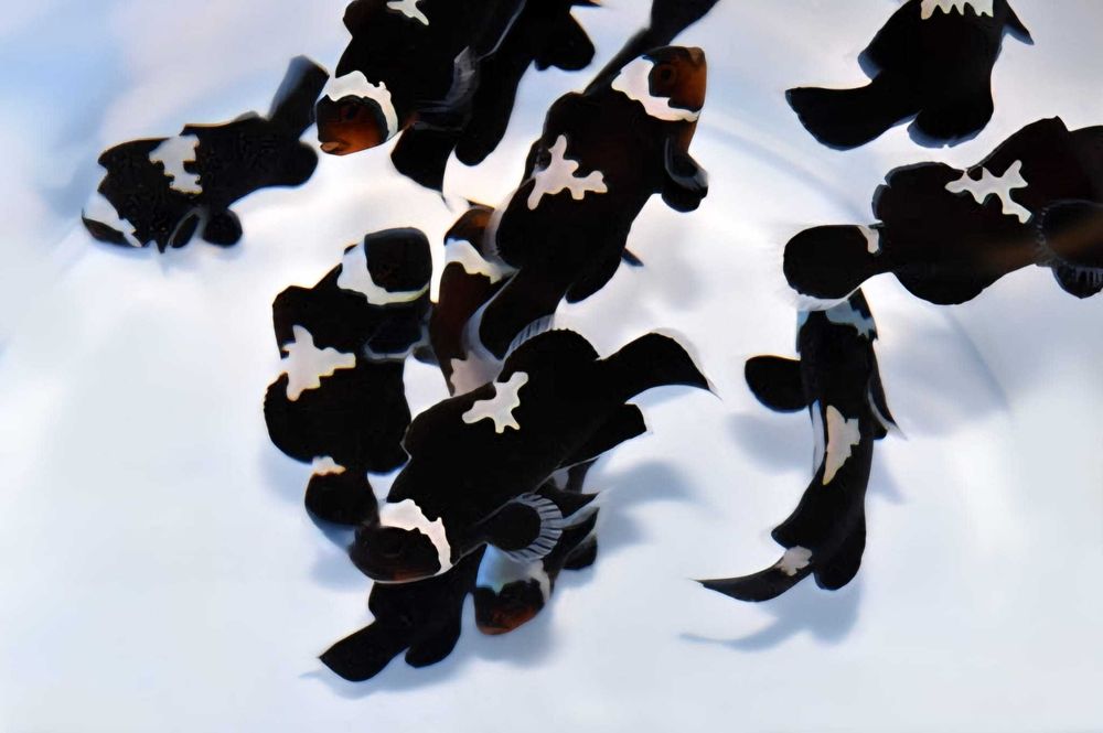 Amphiprion Ocellaris MIDNIGHT LIGHTNING M