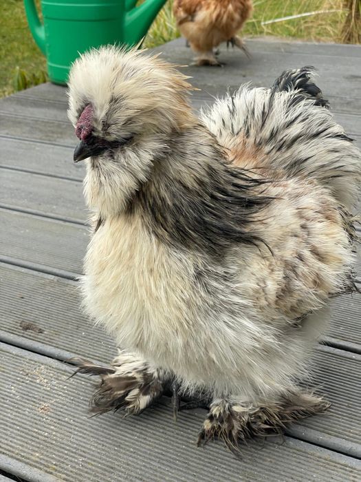 Koguciki Silki młode koguty  22 tygodnie