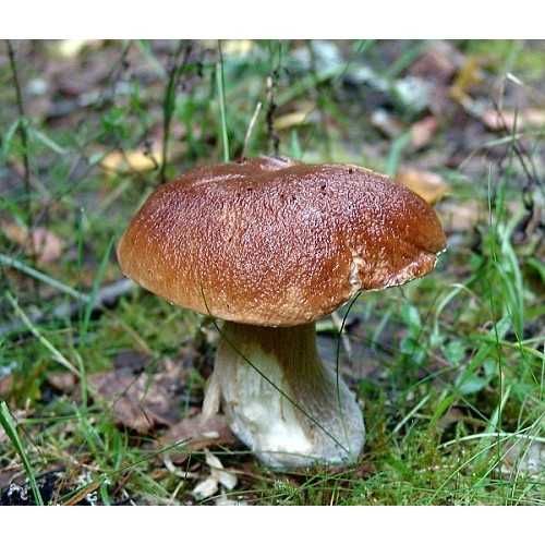 Мицелий 100 грамм Белый гриб еловый / Боровик (lat. Boletus edulis Bul