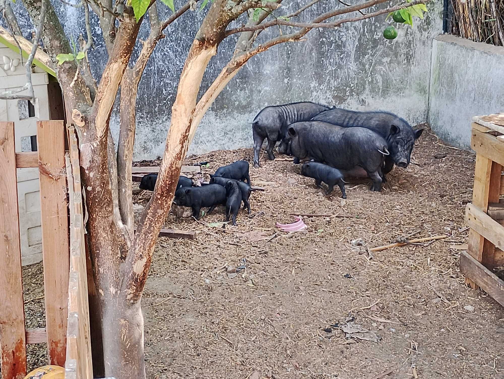 Vendo Porcos vietnamitas Machos