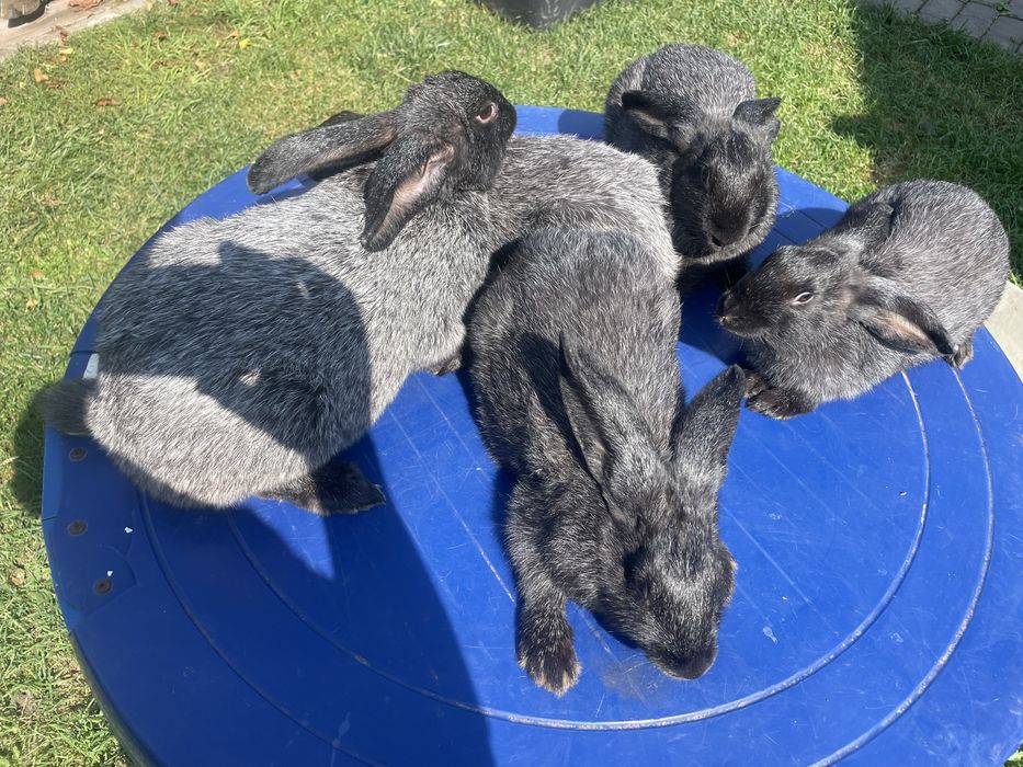 Кролиця з кролятами полтавське срібло