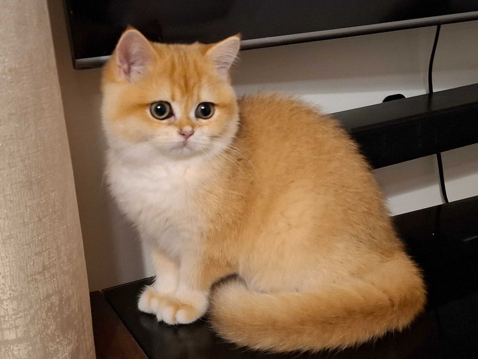 Kotka brytyjska  krótkowłosa ZŁOTA  wiarygodny rodowód  WCF-PZF