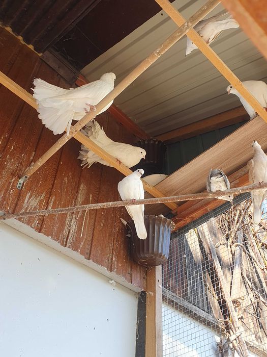 Sprzedam gołebie gołabki diamentowe , cukrówki , pawiki