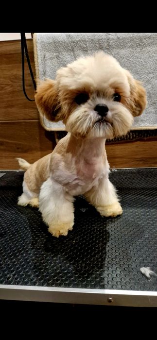 Kochane malusie Shih-tzu miniaturka z legowiskiem I wyprawką