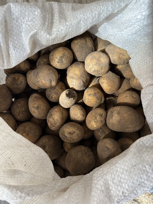 Продам дрібну картоплю