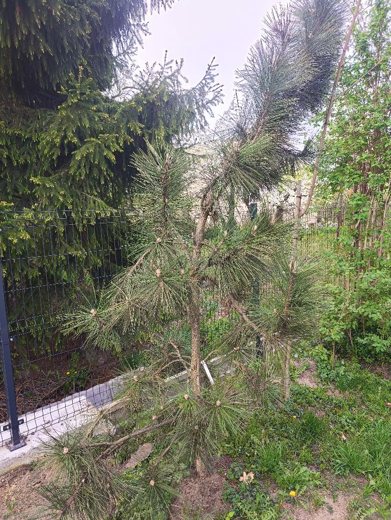 Sosna Pinus Czarna 3m