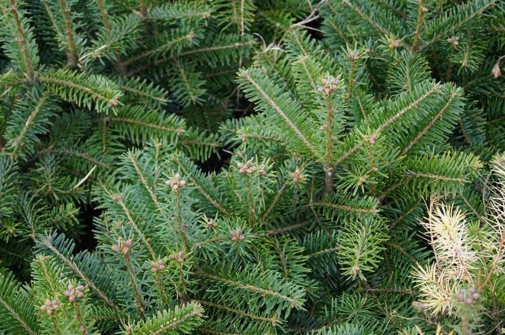 Jodła kaukaska 2/1 2/2 Jodła kaukaska, jodła Nordmanna na choinki