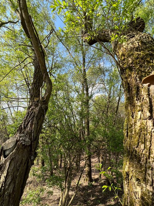 Eko Jaka swojskie z naturalnego howu bez paszy