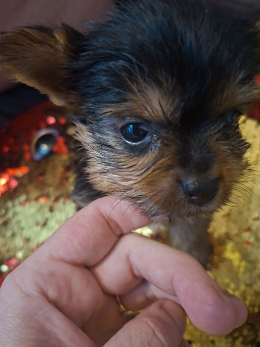 Yorkshire terrier Suczki