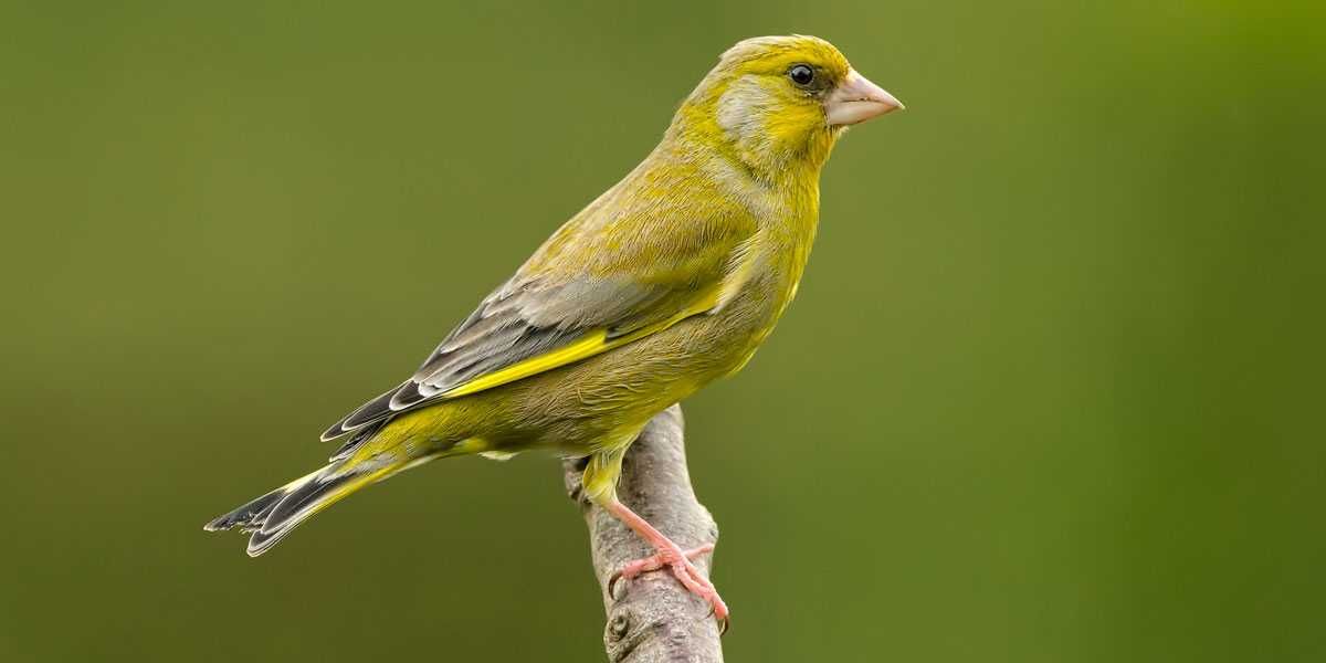 Aves da Fauna Anilhadas