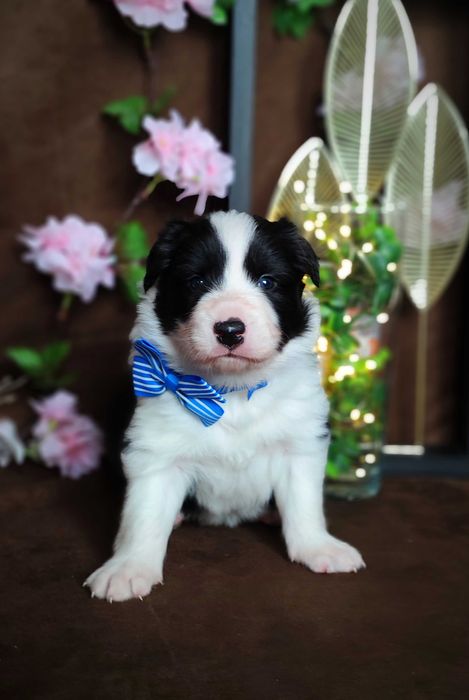 Border collie ZkwP/FCI samiec