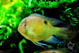 GB Akara z Maroni, Cleithracara maronii