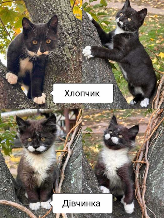 возьмите котика в семью