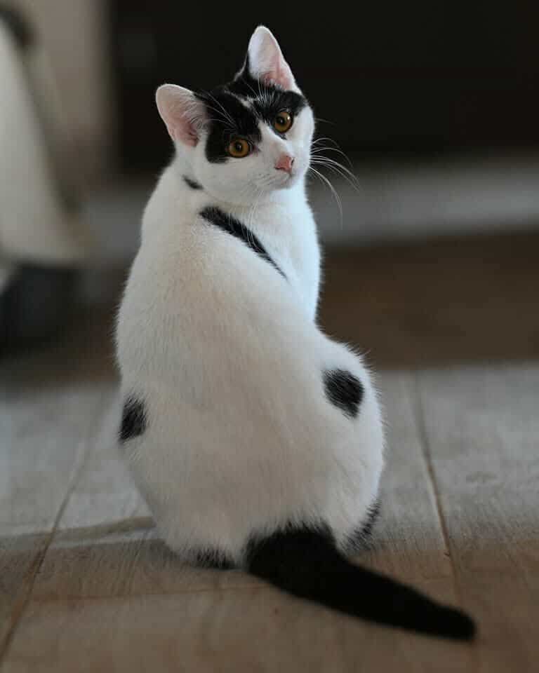 Kocurek do adopcji Loki