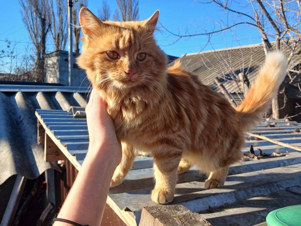 Кошенята шукають родину