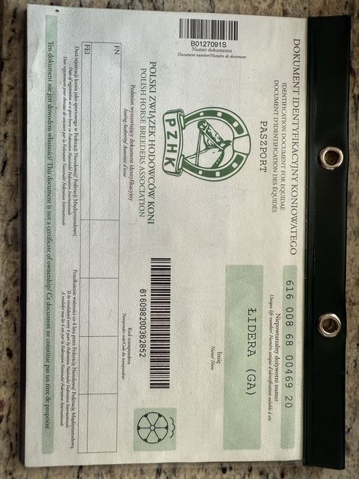 Klacz śląska ŁIDERA z licencją