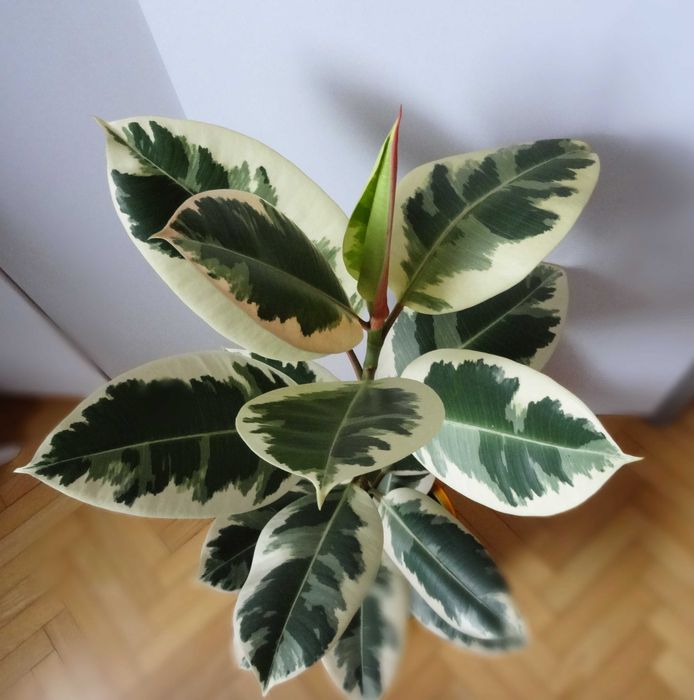 Figowiec sprężysty Variegata, wys. 78 cm