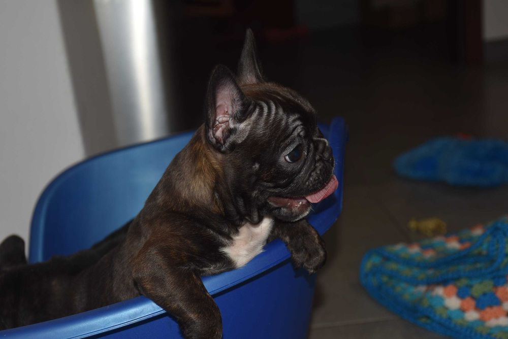 Щенки французского бульдога! Маленкие позитивчики!