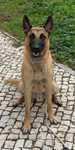 Da-se Malinois (Puro)