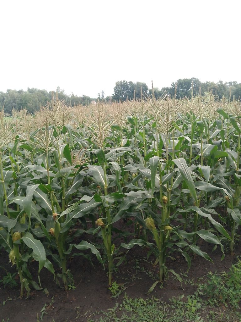 Солодка кукурудза ракель