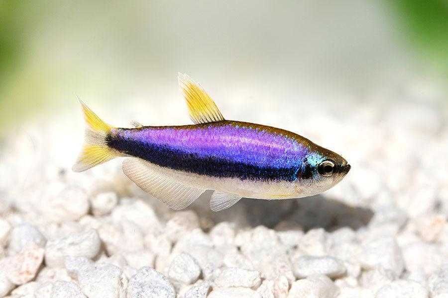 Tetra Imperador Kerri Super Blue ( Impaichtyos kerri )