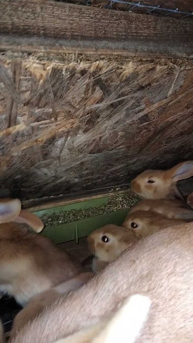 Кроленята бургундської породи на плем'я