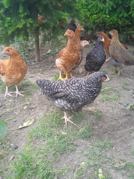 Kury nioski 16 tygodniowe