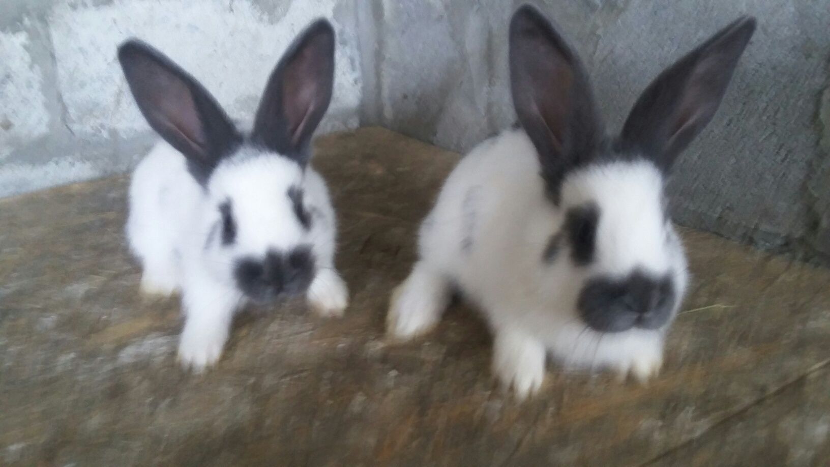 Продам пару кроликів породи німецький строкач