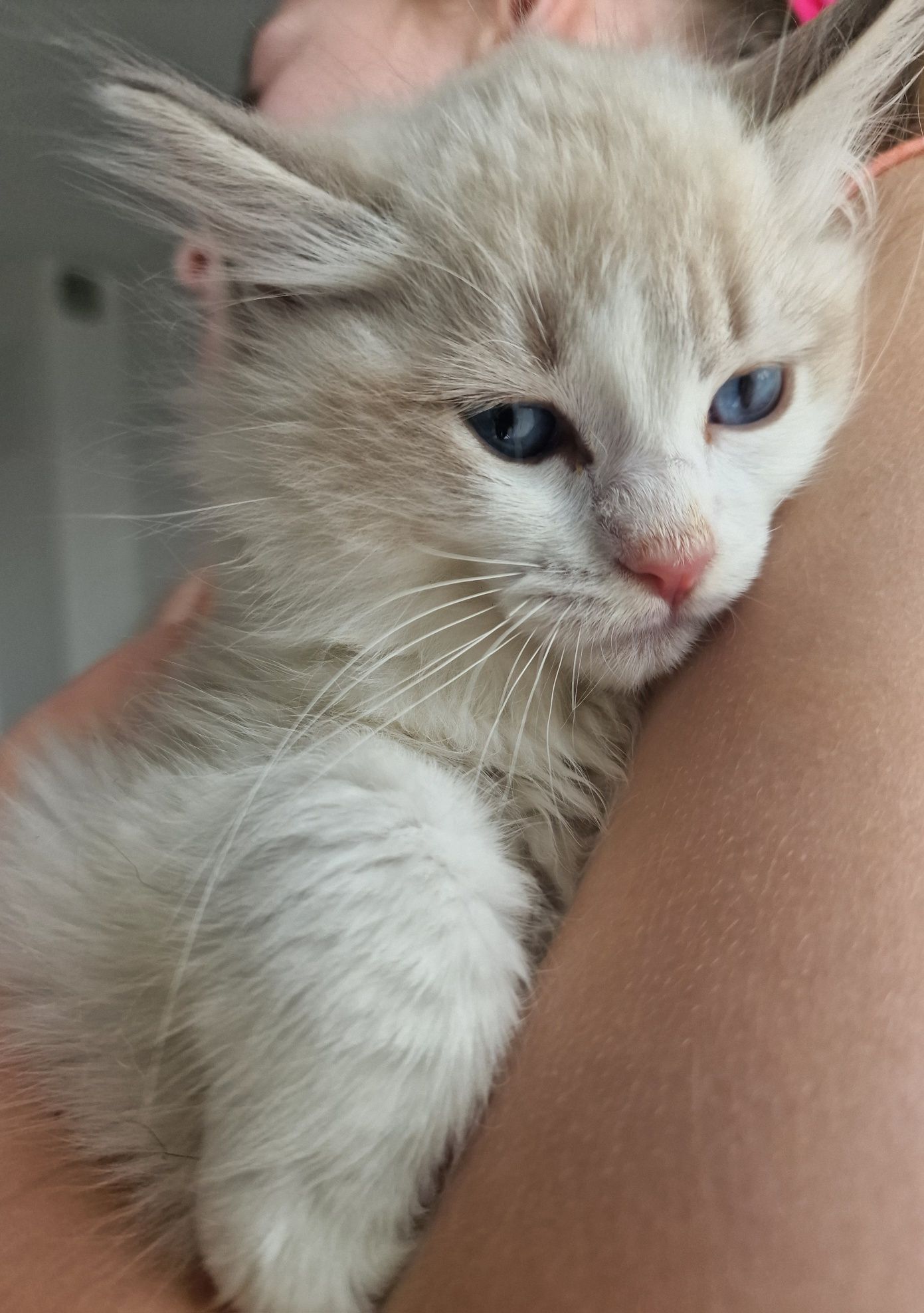 Kotka Ragdoll blue bicolor lynx