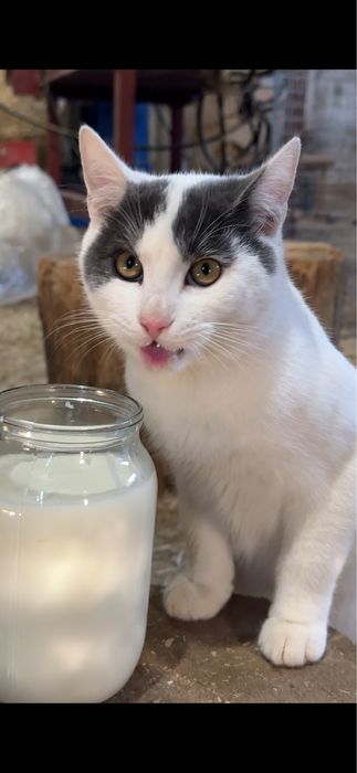 Котик безкоштовно, кіт 5 місяців