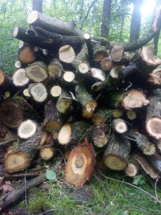 Czyszczenie działek wycinka drzew wywóz