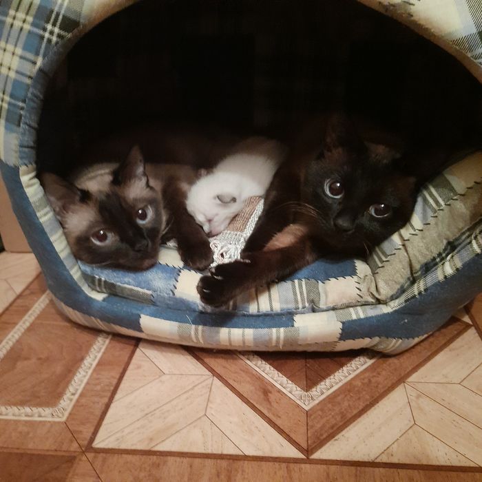 Тайские (старосиамские) красавчики