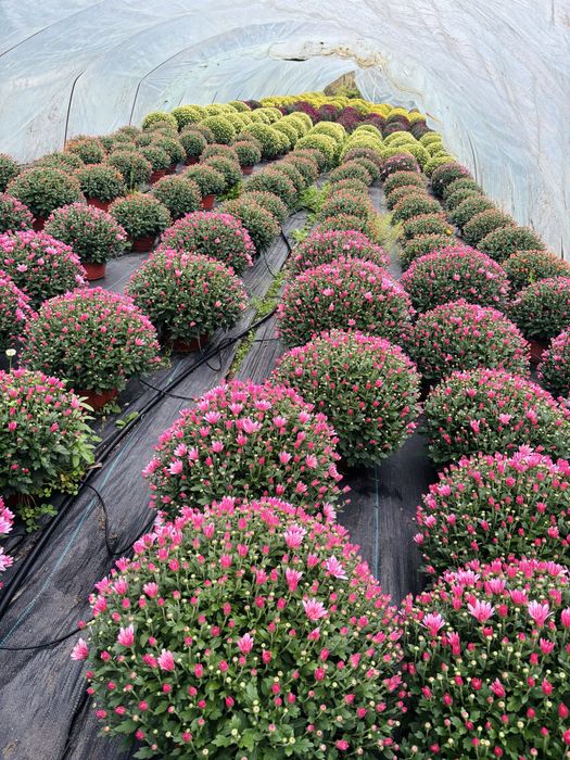 Chryzantemy drobnokwiatowe