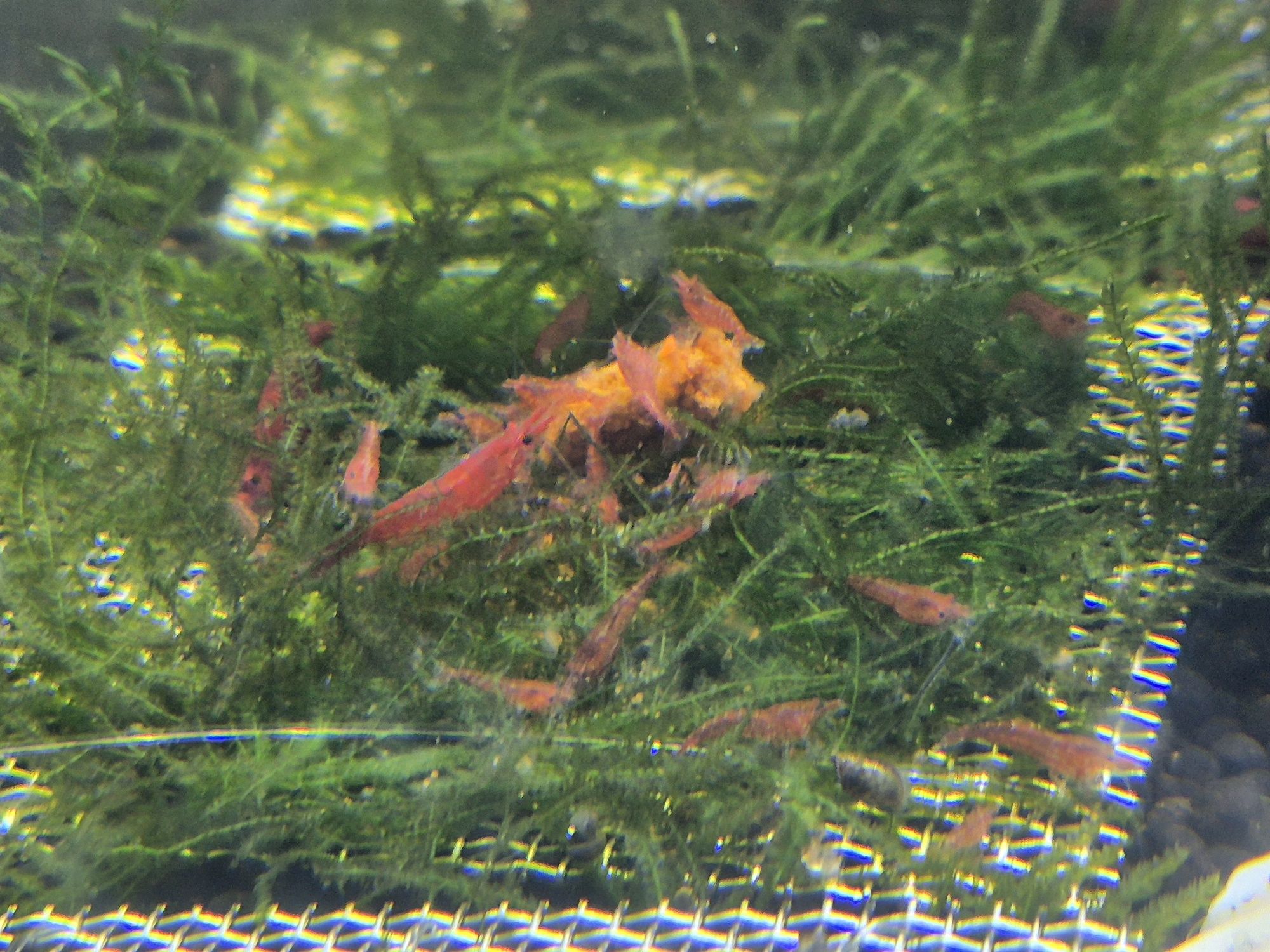 Camarão Neocaridina Red Cherry