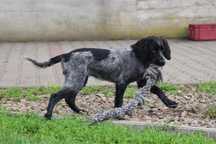 Niebieski spaniel pikardyjski FCl (wyżeł,płochacz)