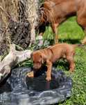 Miot" RA" Szczeniak RhodesianRidgeback - Domowa Hodowla ZKwP/FCI
