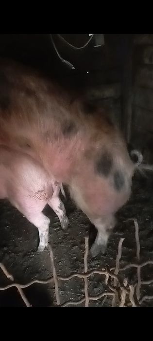 Продам кнура кабадна Дюрок петрен