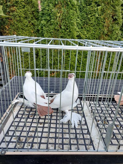 Krymki białostockie para 24r