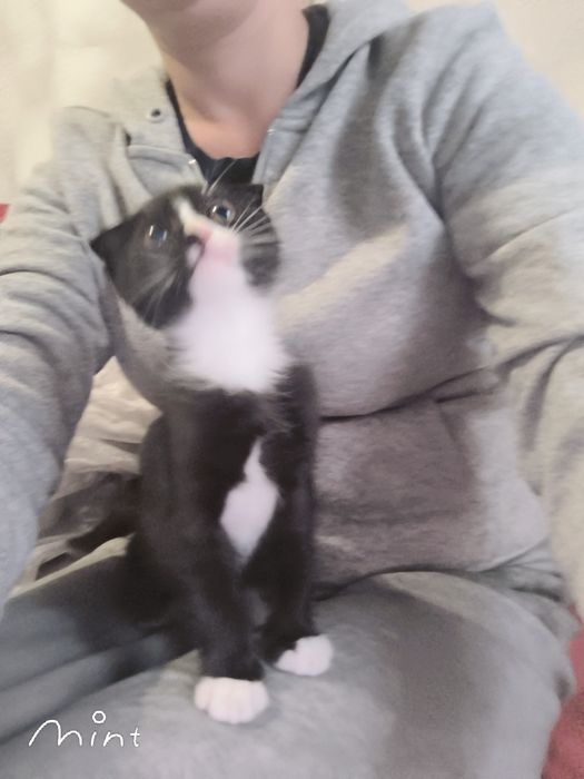 Киця в добрі руки від весловухої