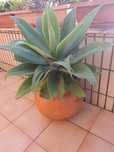 Plantas em vasos de barro
