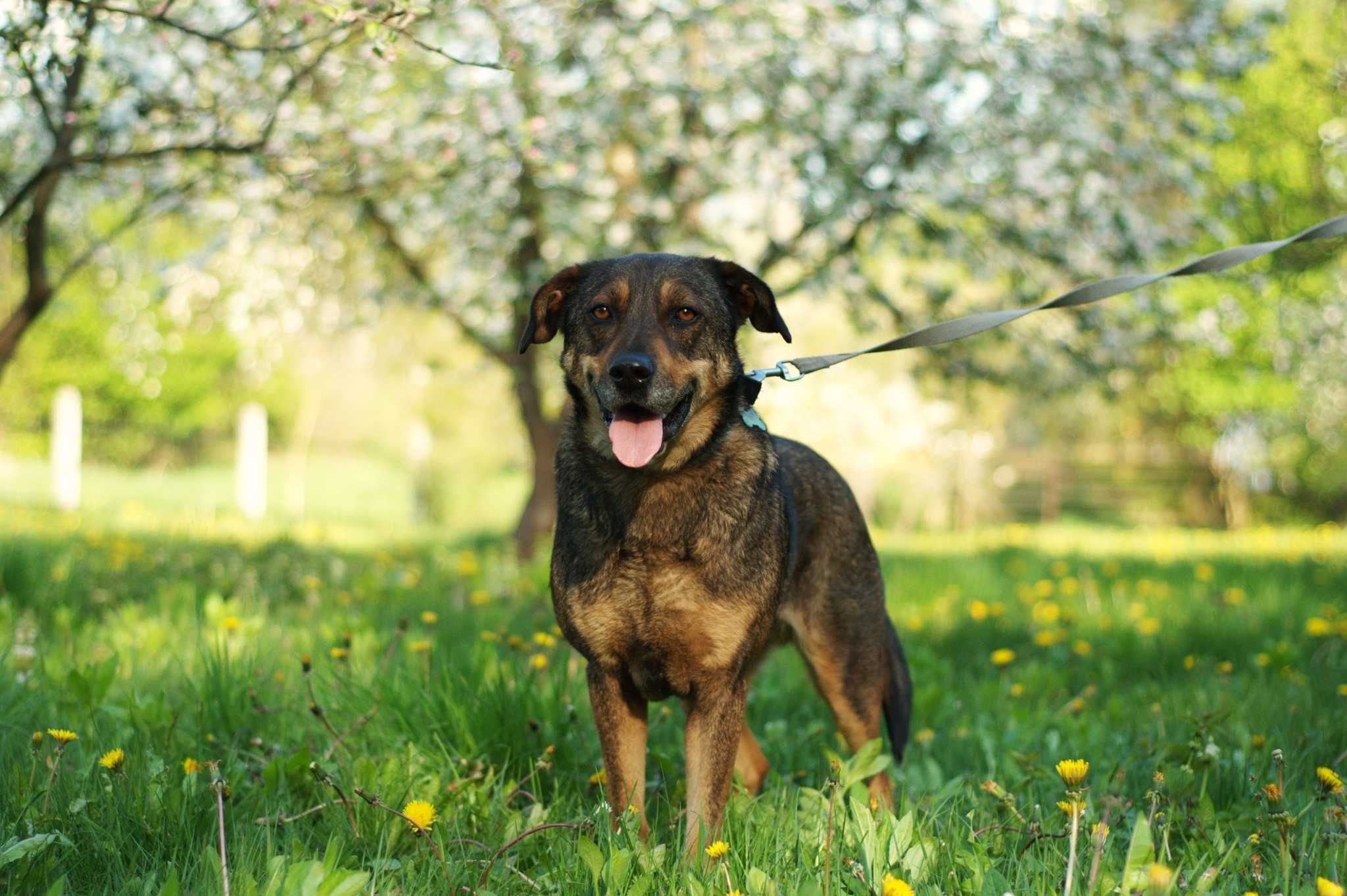 Hukerek- wyjątkowy piesek poleca się do adopcji