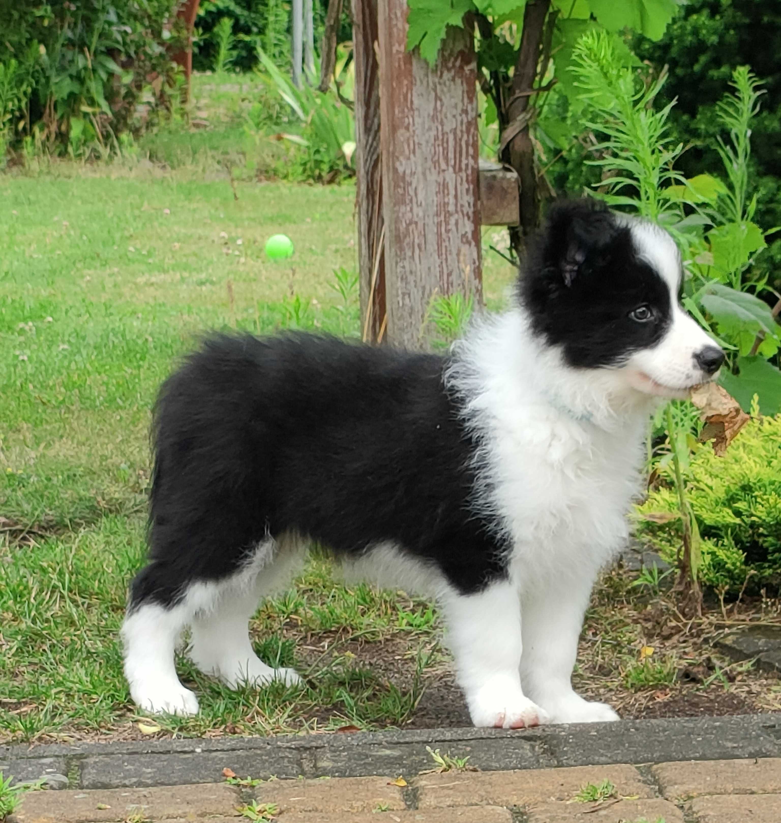 Szczeniak Border Collie-piesek ZKwP/FCI