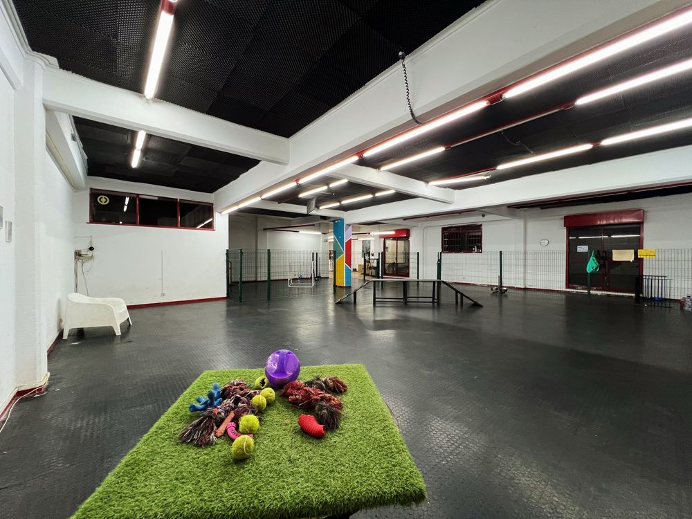 Vende-se Creche Canina em pelo crescimento | Lisboa Central