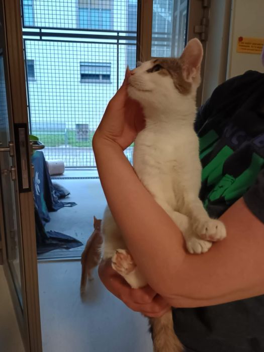 Poszukiwane domy tymczasowe jak i stałe!