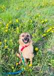 Grzanka - 8 kg suni i wielkie serce do pokochania